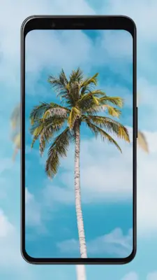 Palm Tree Wallpapers android App screenshot 3